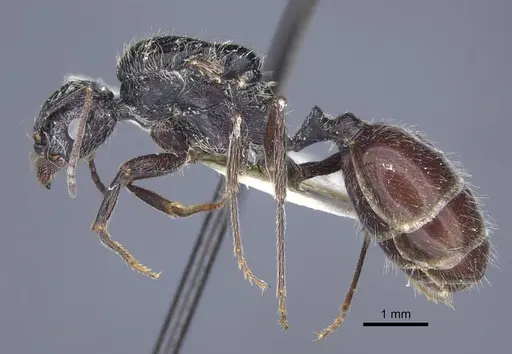 Messor aralocaspius - CASENT0916926