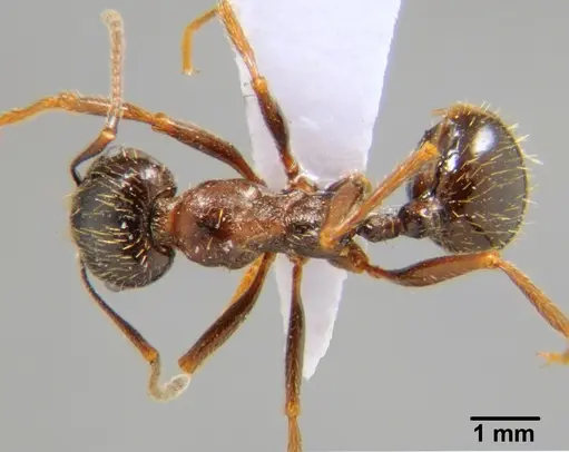 Messor aralocaspius - CFH000016