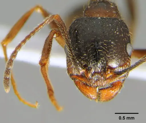 Messor aralocaspius - CFH000016