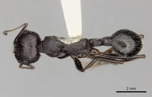 Messor arenarius specimen