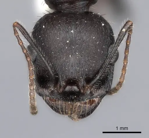 Messor arenarius specimen