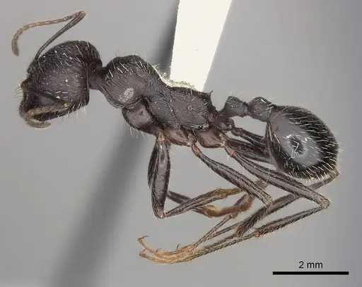 Messor arenarius specimen