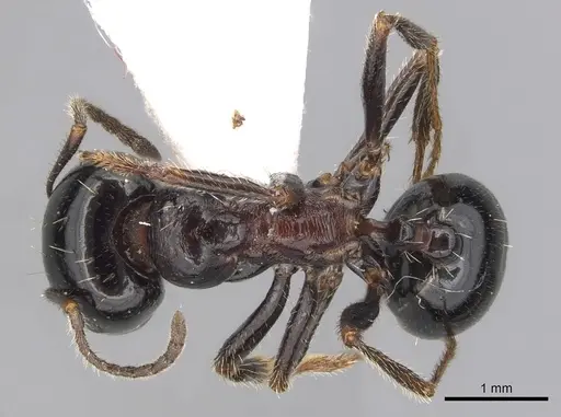 Messor arenarius - CASENT0249414