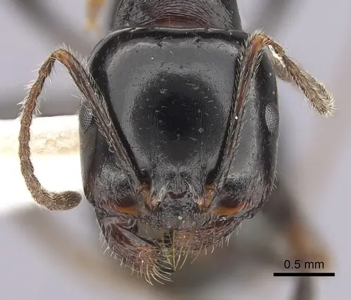 Messor arenarius - CASENT0249414