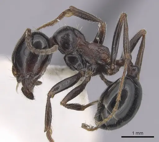 Messor arenarius - CASENT0249414