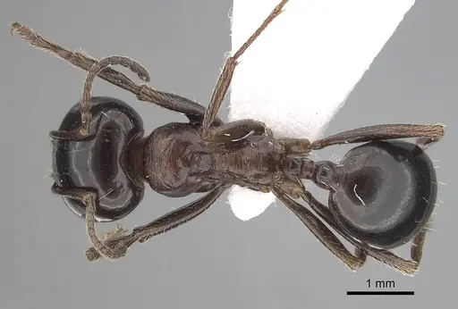 Messor arenarius - CASENT0249423