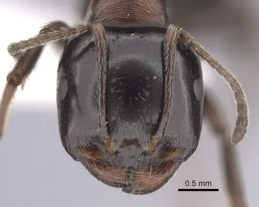 Messor arenarius - CASENT0249423