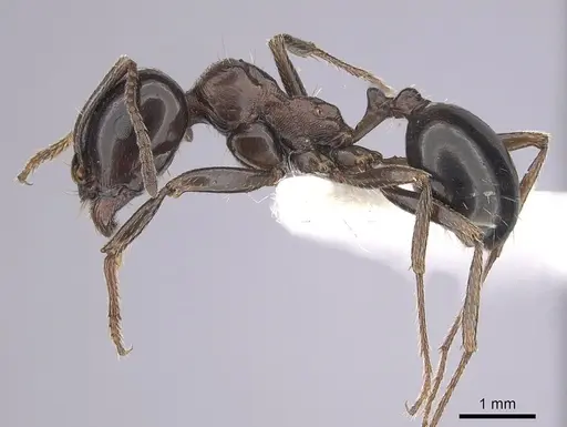 Messor arenarius - CASENT0249423