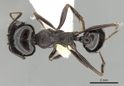 Messor arenarius - CASENT0249860