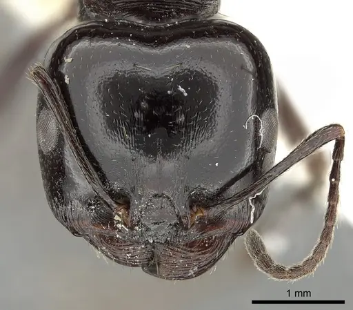 Messor arenarius - CASENT0249860