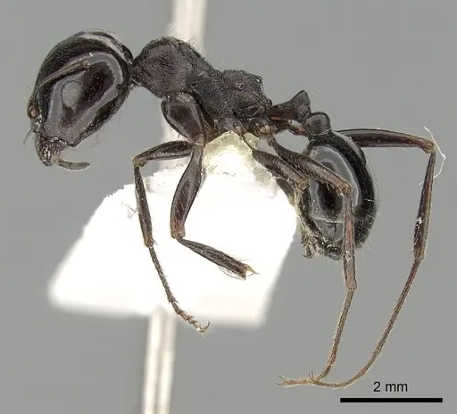 Messor arenarius - CASENT0249860