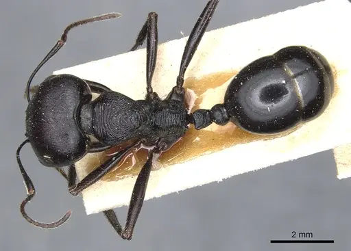 Messor arenarius - CASENT0904137