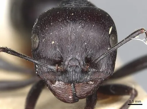 Messor arenarius - CASENT0904137