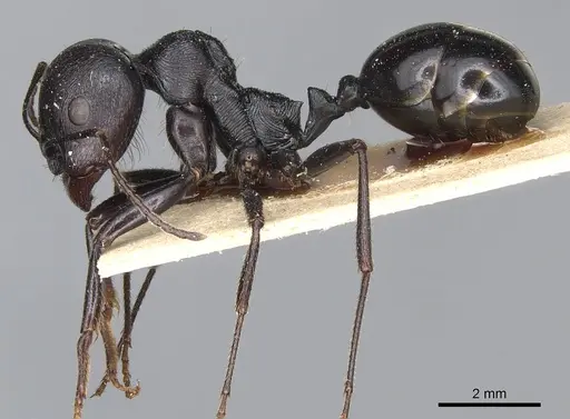 Messor arenarius - CASENT0904137