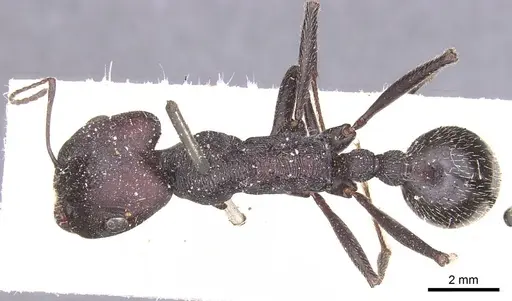 Messor arenarius - CASENT0913157