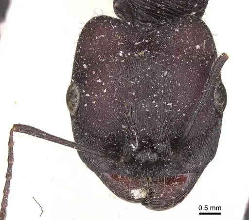 Messor arenarius - CASENT0913157