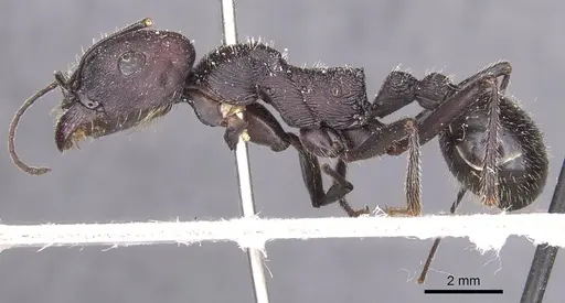 Messor arenarius - CASENT0913157