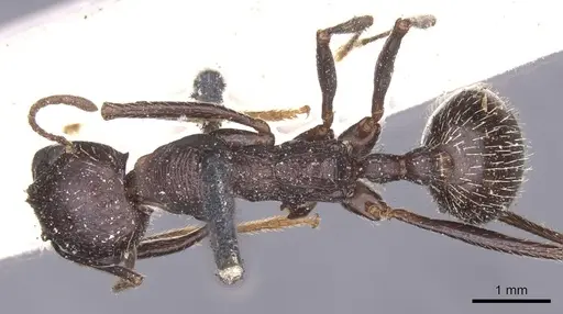 Messor arenarius - CASENT0913158