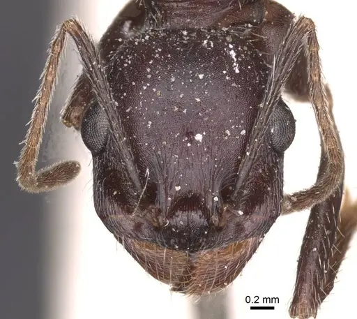 Messor arenarius - CASENT0913158