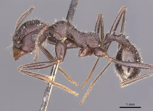 Messor arenarius - CASENT0913158