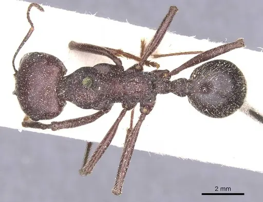 Messor arenarius - CASENT0913159