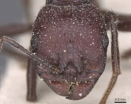 Messor arenarius - CASENT0913159