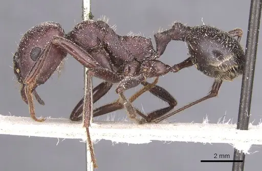 Messor arenarius - CASENT0913159