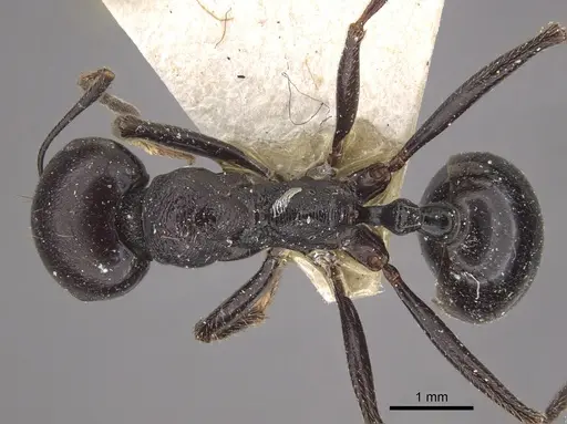 Messor arenarius - CASENT0917755