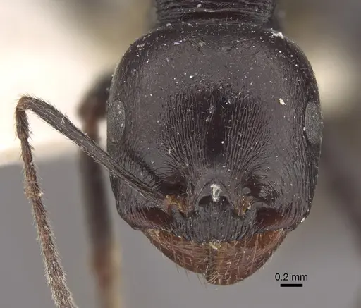 Messor arenarius - CASENT0917755