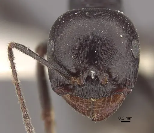 Messor arenarius - CASENT0917755