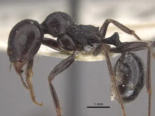 Messor arenarius - CASENT0917755