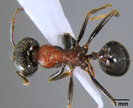 Messor arenarius - CFH000073