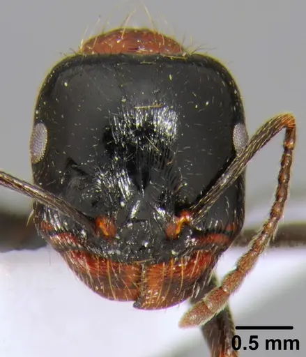 Messor arenarius - CFH000073