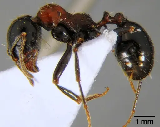 Messor arenarius - CFH000073