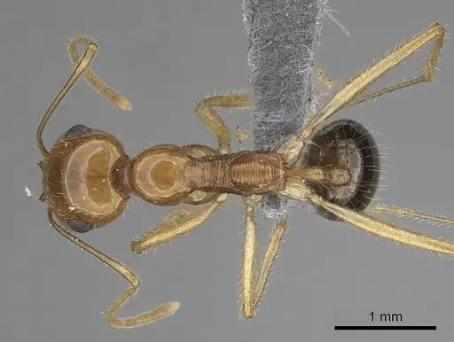 Messor asmaae specimen