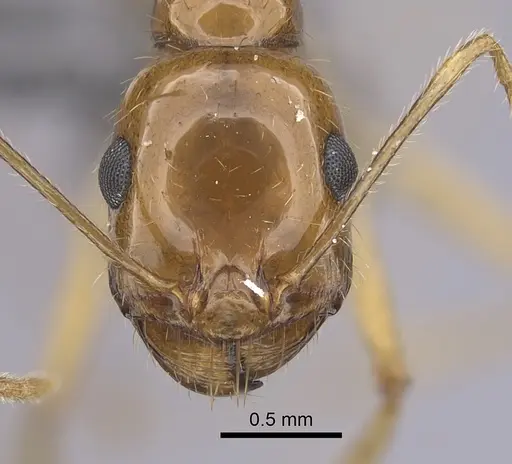 Messor asmaae specimen