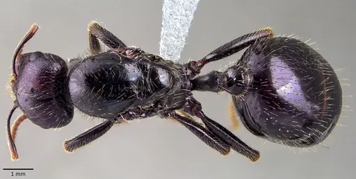 Messor barbarus specimen