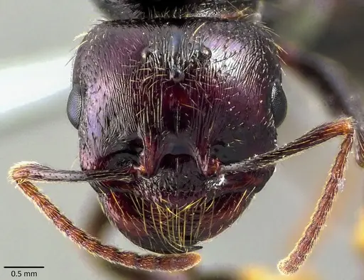 Messor barbarus specimen
