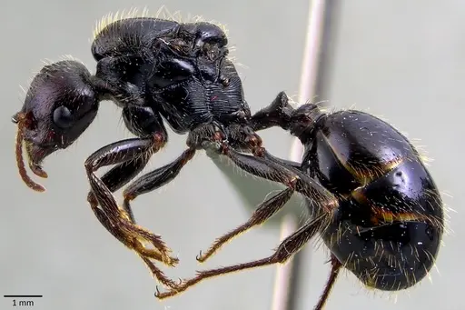 Messor barbarus specimen