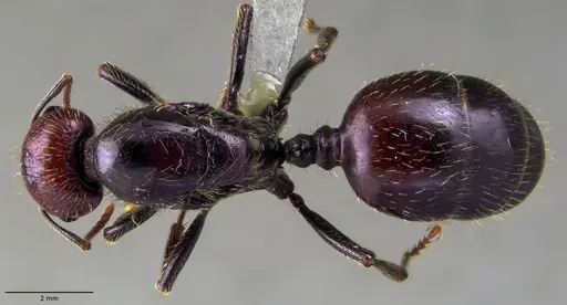 Messor barbarus - ANTWEB1060033