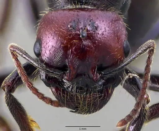 Messor barbarus - ANTWEB1060033