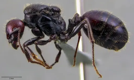 Messor barbarus - ANTWEB1060033