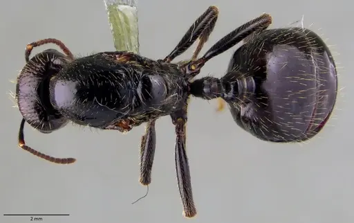 Messor barbarus - ANTWEB1060034