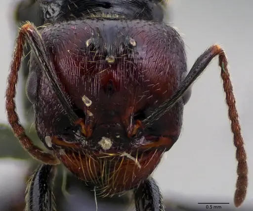 Messor barbarus - ANTWEB1060034