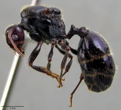 Messor barbarus - ANTWEB1060034