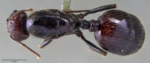 Messor barbarus - ANTWEB1060035