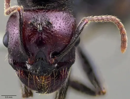 Messor barbarus - ANTWEB1060035