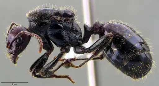 Messor barbarus - ANTWEB1060035