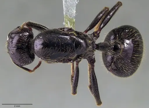 Messor barbarus - ANTWEB1060036