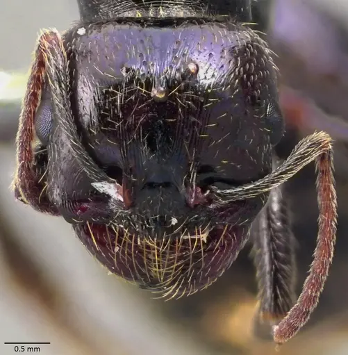 Messor barbarus - ANTWEB1060036